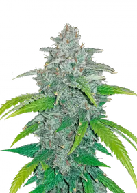Blue Dream Auto