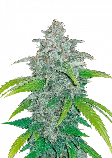 Blue Dream Auto