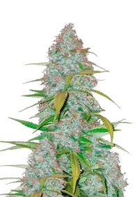 Californian Snow Auto