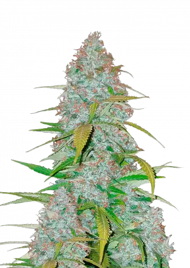 Californian Snow Auto