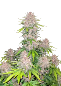 Cherry Cola Auto