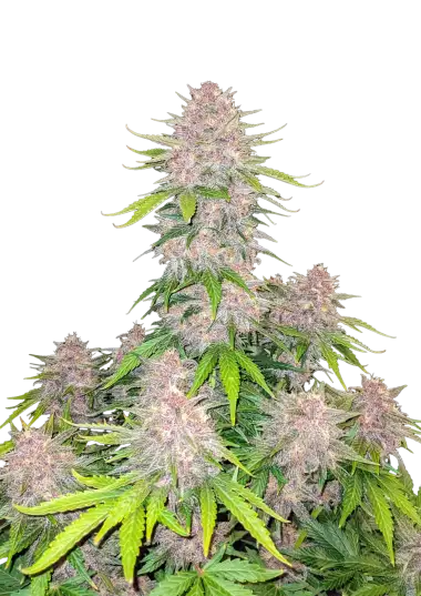 Cherry Cola Auto
