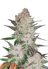 Cream Cookies Auto