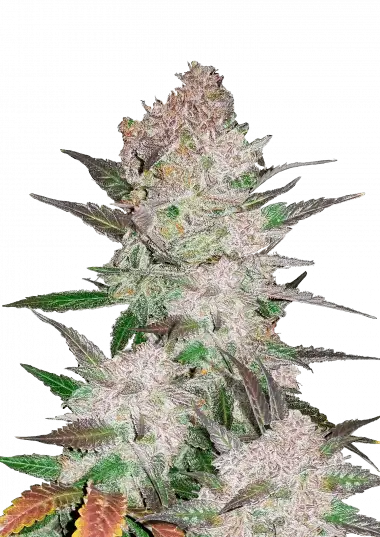 Cream Cookies Auto