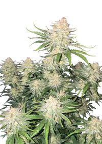 Frostbanger Auto