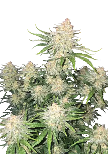 Frostbanger Auto
