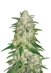 Gelato Auto