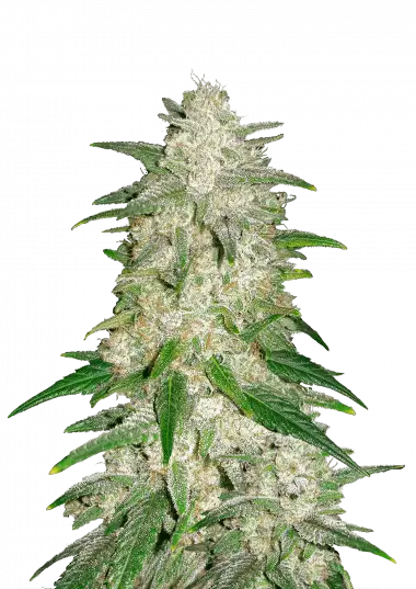 Gelato Auto