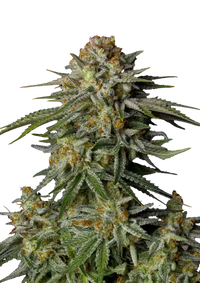 GG4 Sherbet FF