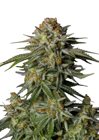 GG4 Sherbet FF