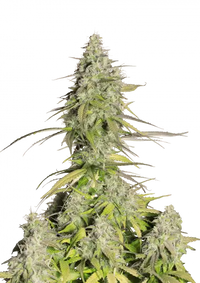 Girl Scout Cookies Auto
