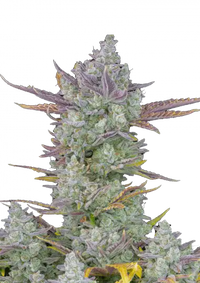 Gorilla Cookies Auto