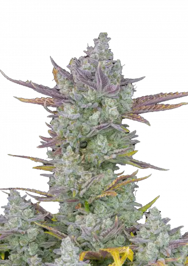Gorilla Cookies Auto
