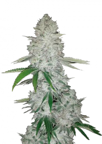 Gorilla Auto