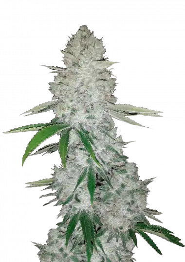 Gorilla Auto