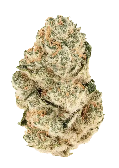 Gorilla Melon