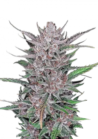 Gorilla Punch Auto