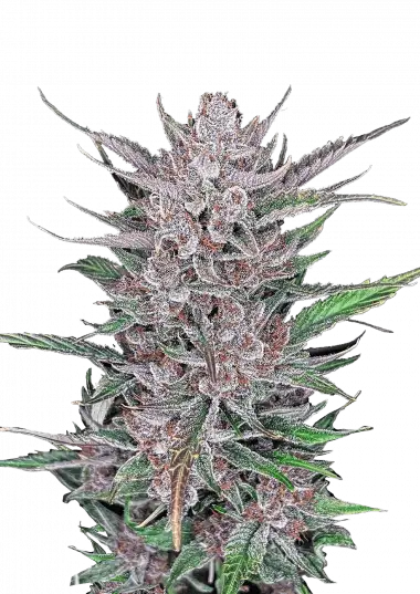 Gorilla Punch Auto