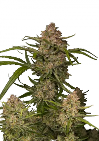 Guava Auto™