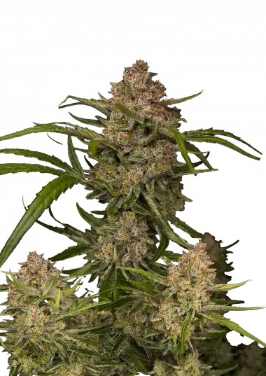 Guava Auto™