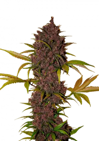 LSD-25 Auto