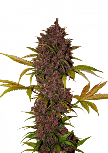LSD-25 Auto