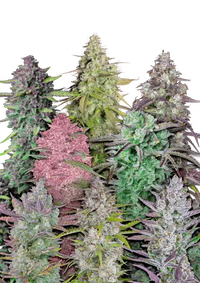 Mix Pack Auto