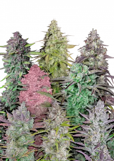 Mix Pack Auto