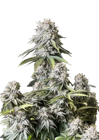 Orange Sherbet FF