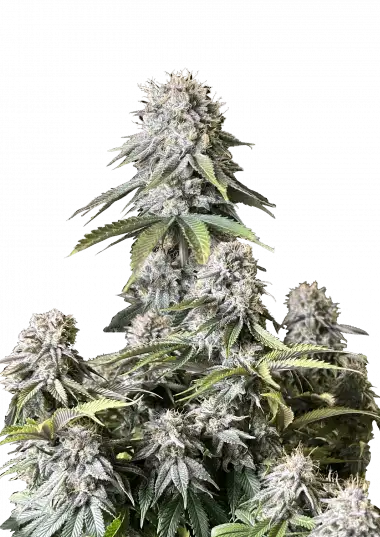 Orange Sherbet FF