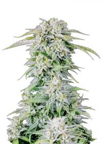 Afghan Kush Auto