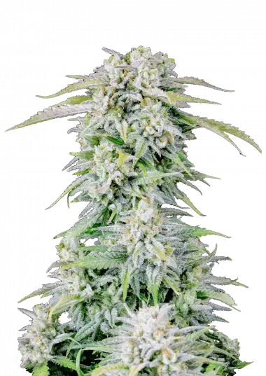Afghan Kush Auto