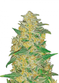 AK Auto