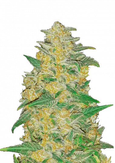 AK Auto