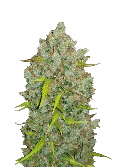 BubbleGum Auto