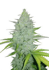 Cheese Auto