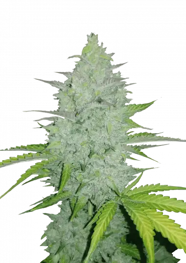 Cheese Auto