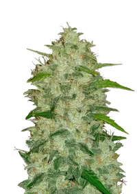 Chemdawg Auto