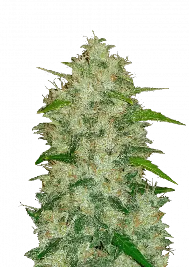 Chemdawg Auto