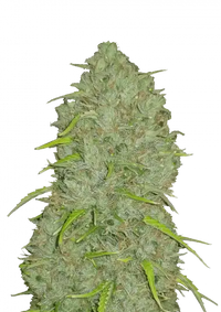 Jack Herer Auto