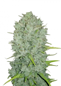 Northern Lights Auto