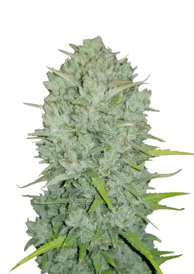 Stardawg Auto