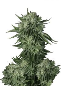 Moby Dick Auto