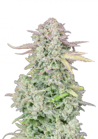 Trainwreck Auto
