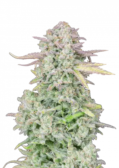 Trainwreck Auto