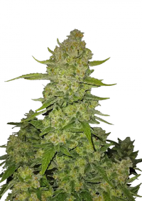Papaya Cookies Auto™