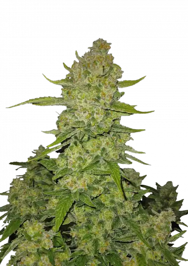 Papaya Cookies Auto™