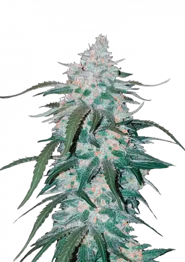 Pineapple Express Auto