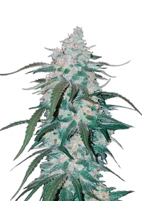 White Widow Auto