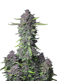 Purple Punch Auto